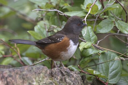 Colorful russet hues of spotted towhee enliven Fidalgo Island in Padilla Bay of Washington stateの写真素材