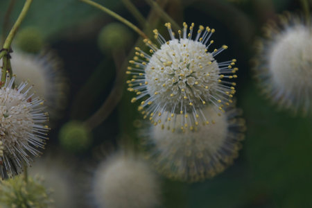 Closeup of delicate, unusual looking, white buttonbush flowers at Lettuce Lake Conservation Park