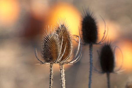Close up of autumn thistle with bokeh of pumpkin field behind in horizontal orientation