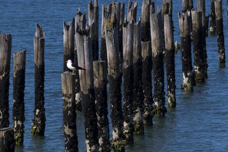 Remnants of Old Pier in Bridport, Tasmania, Australia, in October of 2018の写真素材