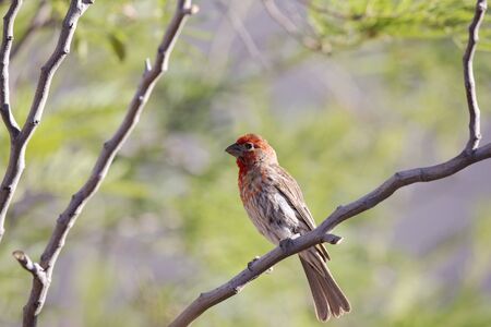 Dapper male house finch perches in morning sunlight on backyard mesquite tree branch in Arizonaの写真素材