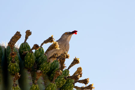 Curve billed thrasher perched on desert cactus against blue sky with beak red with cactus fruit.  