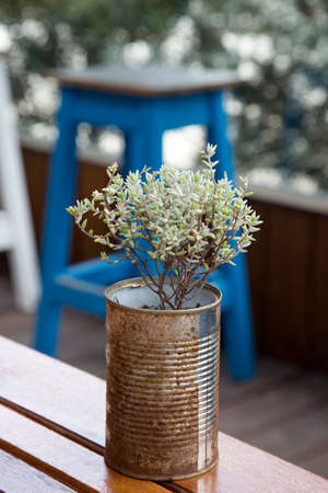 Contrast of rusty tin can and fresh young plant highlights casual still life.  Background of vertical photograph in bokeh.の写真素材