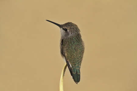 Hummingbird portrait with abundant surrounding copy space.  Arizona is notable for its diversity of hummingbirds. Location is Tucson in July.の写真素材