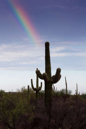 Dawn breaks with an early morning rainbow in Saguaro National Park, East Division, in Tucson, Arizona.  Date is July 22, 2020, during coronavirus pandemic.の写真素材