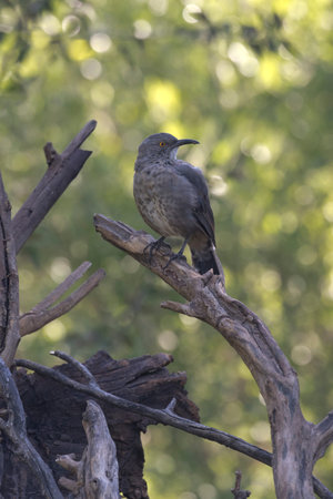 Curve-billed thrasher perched on fallen branch looks over its shoulder at Audubon Paton Center for...