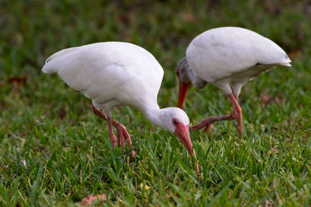 White ibis, also known as American white ibis, grazing in grasses in Florida.  Location is Cape Coral in Southeastern United States.の写真素材