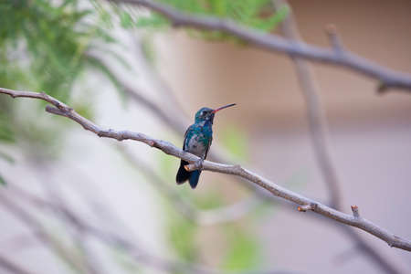 Beautiful broad-billed hummingbird is an iridescent jewel of Arizona home gardens.  Bird is perched in a mesquite tree outside a Tucson home.の写真素材