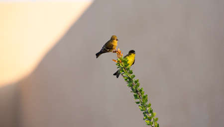 Lesser Goldfinch, male and female pair, perched on ocotillo, a protected plant indigenous to the Sonoran Desert in Arizona. Copy space on plain stucco wall of background.の写真素材