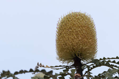Large, single Banksia blossom against clean, blue sky background at Cape Le Grand National Park in Western Australia.  Horizontal photograph with copy spaceの写真素材