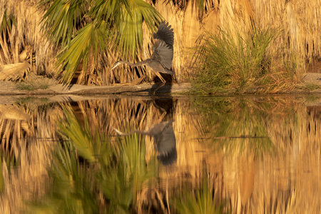 Agua Caliente Park, a springfed desert oasis in Tucson, Arizona, is a  haven for this Great Blue...