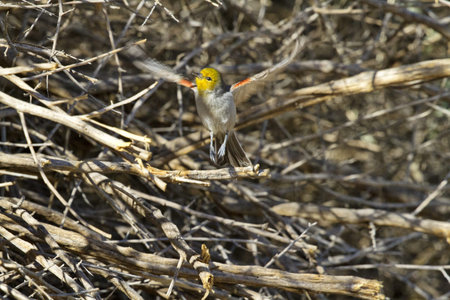 Tiny verdin lifts off displaying its yellow face and auburn shoulder patches.  Location is...