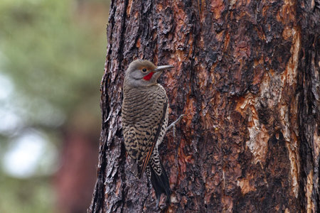 Alert Northern Flicker clings to rough bark of pine trunk on Mount Lemmon, a Sky Island in Tucson, Arizona.  Horizontal with copy space on left.の写真素材