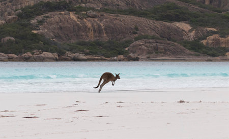 Beautiful blue water, white sand beach, and rocky slopes of Lucky Bay in Western Australia are backdrop for leaping kangarooの写真素材