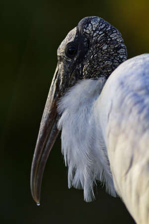 Dark head and feathery ruff of wood stork against dark bokeh background in Florida, United Statesの写真素材