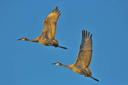 Soaring pair of cranes rising upward in flight against a brilliant blue sky in tranquil harmony and freedom in New Mexico, United Statesの写真素材