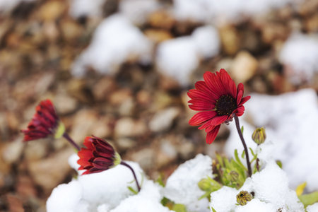 After surprising March snowfall in the desert in Tucson, Arizona, melting snow drips from gazania, African daisy. blossoms as warmth returnsの写真素材