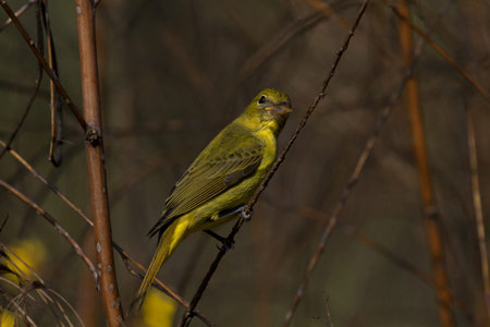 Inquisitive Painted Bunting perched on autumn twig on Dauphin Island, Alabama, reflects seasonal...