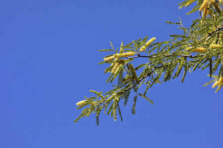 Clean copy space of blue sky on left of flowering mesquite tree branch with catkins in Tonto National Forest at Salt River Recreation Area in horizontal format.  Native, xeriscape tree with high allergen pollen.