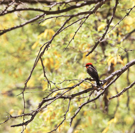 Selected focus on vermillion flycatcher perched on branch with spring mesquite trees in background in Tonto National Forest, Arizona, United States.の写真素材
