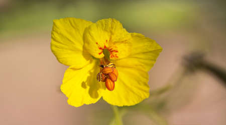 Macro close up of native blooming, yellow Palo Verde tree flower shows golden petals and stamen center.  Location is Arizona desert inTucson.の写真素材