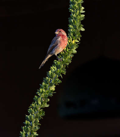 Black background accents red plumage of male house finch perched on curved desert ocotillo branch in natural portraitの写真素材