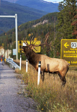 Male elk bugles during autumn rut season while standing dangerously close to highway near Jasper, Alberta.の写真素材