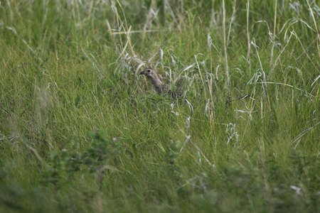 Almost invisible, a grouse hides in the tall grasses of Tewaukon National Wildlife Refuge in the Prairie Pothole Region of North Dakotaの写真素材