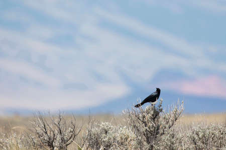 Beautiful, natural Wyoming seen in wild Grackle perched against big blue sky at McCullough Peaks Wild Horse Management Area near Codyの写真素材