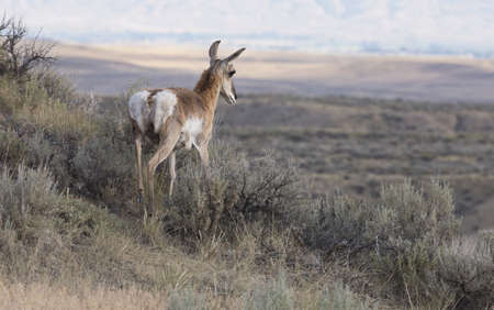 Pronghorn antelope without horns stands on slope and gazes across the Big Basin range land of McCullough Peaks near Cody, Wyomingの写真素材