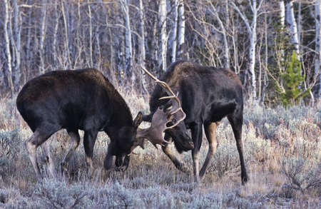 Antlers clash in battle of two, male bull moose in aspen forest meadow in Jackson, Wyoming, near Grand Teton National Park in Greater Yellowstone Ecosystem;の写真素材