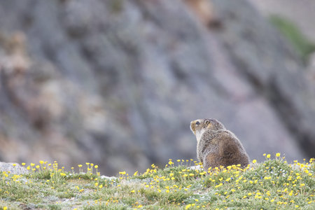 Yellow-bellied Marmot at alpine meadow cliff edge gazes over the high elevations of Beartooth Pass...