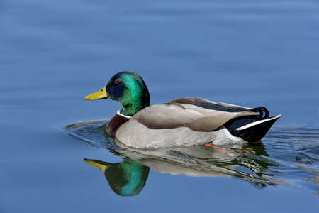 Emerald green head and yellow beak of male mallard duck reflected in tranquil blue waterの写真素材