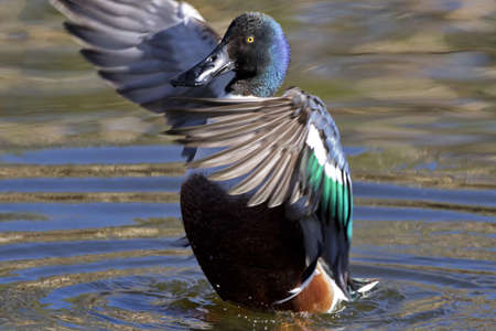 Northern Shoveler duck displays courtship and bonding in wing flapping behavior at Sweetwater Wetlands in Tucsonの写真素材