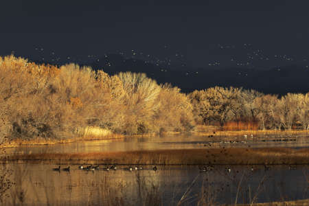 Beauty of New Mexico sunrise seen in golden glow accented by distant bird flocks in sky and water of a winter landscapeの写真素材