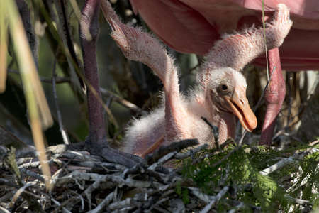 Pink fluff of Spoonbill chick flapping wings in nest at native rookery in Florida at Alligator Farm in St. Augustineの写真素材