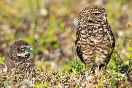 At grassy ridge of Florida, Cape Coral, nest hole, interesting Burrowing Owl chick and parent swivel heads and gaze rightの写真素材