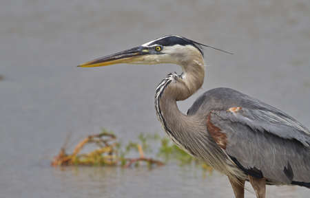 Beautiful, regal Great Blue Heron portrait in natural environment at Aransas Nature Preserve in Texas, United Statesの写真素材