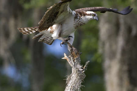 Beautiful, wild osprey landing on tree perch at Blue Cypress Lake in Florida, United States, is a raptor symbol of fierce, free nature.の写真素材