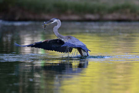 Delicious fish catch by Great Blue Heron in sunlit, urban pond at Fort Lowell Park in Tucson, Arizona, United Statesの写真素材