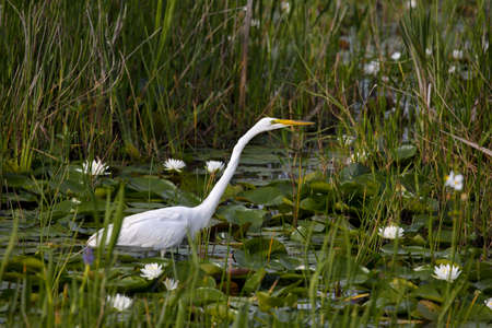 Great Egret stands in marsh water admid white, flowering water lilies at Lacassine Wildlife Refuge in Louisiana, United Statesの写真素材