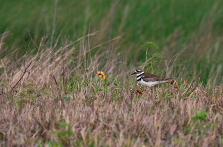 Killdeer with distinctive double breast bands visible stands in flora of Sabine National Wildlife Refuge in Louisiana, United Statesの写真素材