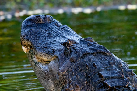 American alligator swims and rears its head upward while in the waterの写真素材