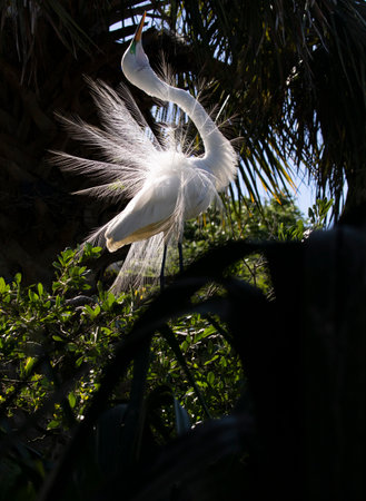 Dancing Great Egret with courtship display plumage spread open in bright ray of sunshine in Floridaの写真素材