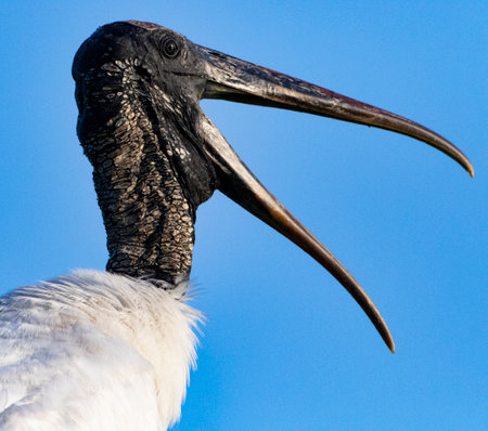 Squawking Wood Stork with beak wide open in head portrait calls loudly against blue sky at Delray Beach in Florida, United Statesの写真素材