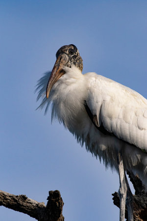 Regal Wood Stork bird perched on branch in portrait against blue sky.  Location is St. Augustine, Florida, United States.の写真素材