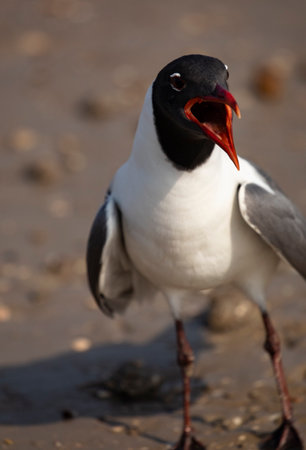 Selective focus on wide open beak of loud mouth, squawking Laughing Gull on Mustang Island in humorous, anthropomorhic caricatureの写真素材