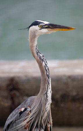 Great Blue Heron in breeding plumage portrait along sea wall of Port Aransas, Mustang Island, Texas in United Statesの写真素材