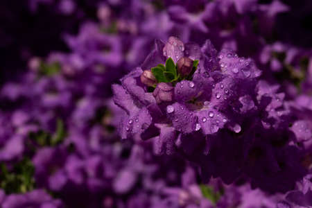 Selective focus in close up of tiny bouqet of Texas Ranger blossoms against flowering bush in bokeh creates natural floral texture backgroundの写真素材
