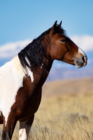 Wild mustang pinto portrait at McCullough Peaks Horse Management Area near Cody, Wyoming, United Statesの写真素材